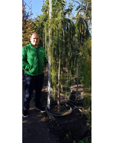 Модрина європейська Репенс на штамбі | Larix decidua Repens on shtambe | Лиственница европейская Репенс на штамбе