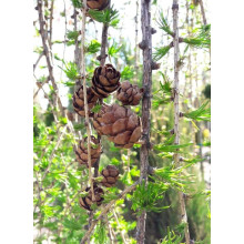 Модрина європейська Репенс на штамбі | Larix decidua Repens on shtambe | Лиственница европейская Репенс на штамбе