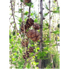 Модрина європейська Репенс на штамбі | Larix decidua Repens on shtambe | Лиственница европейская Репенс на штамбе