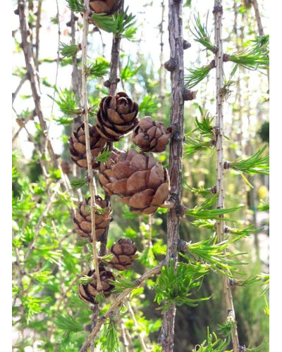 Модрина європейська Репенс на штамбі | Larix decidua Repens on shtambe | Лиственница европейская Репенс на штамбе