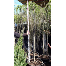 Модрина європейська Репенс на штамбі | Larix decidua Repens on shtambe | Лиственница европейская Репенс на штамбе