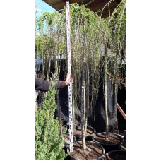 Модрина європейська Репенс на штамбі | Larix decidua Repens on shtambe | Лиственница европейская Репенс на штамбе