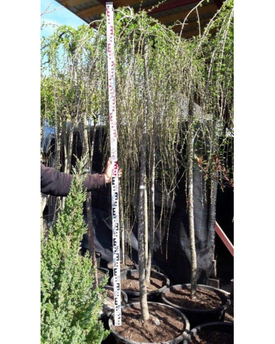 Модрина європейська Репенс на штамбі | Larix decidua Repens on shtambe | Лиственница европейская Репенс на штамбе