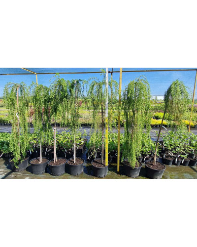 Модрина європейська Репенс на штамбі | Larix decidua Repens on shtambe | Лиственница европейская Репенс на штамбе