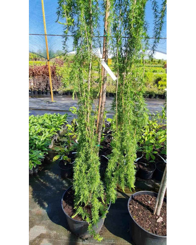 Модрина європейська Репенс на штамбі | Larix decidua Repens on shtambe | Лиственница европейская Репенс на штамбе