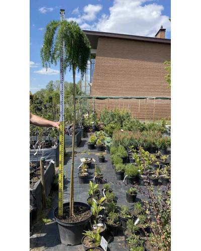 Модрина європейська Репенс на штамбі | Larix decidua Repens on shtambe | Лиственница европейская Репенс на штамбе