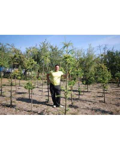 Модрина європейська Репенс на штамбі | Larix decidua Repens on shtambe | Лиственница европейская Репенс на штамбе