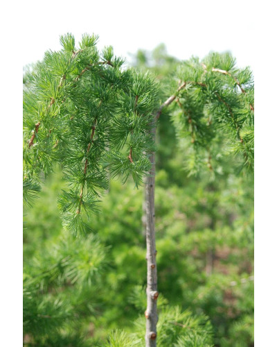 Модрина європейська Репенс на штамбі | Larix decidua Repens on shtambe | Лиственница европейская Репенс на штамбе