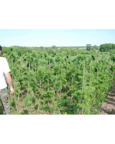Модрина європейська Репенс на штамбі | Larix decidua Repens on shtambe | Лиственница европейская Репенс на штамбе
