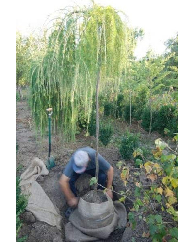 Модрина європейська Репенс на штамбі | Larix decidua Repens on shtambe | Лиственница европейская Репенс на штамбе