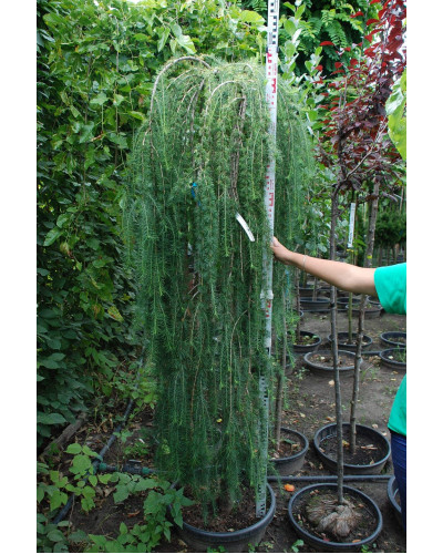 Модрина європейська Репенс на штамбі | Larix decidua Repens on shtambe | Лиственница европейская Репенс на штамбе