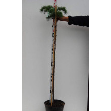 Модрина японська Стіф Віпер на штамбі | Larix kaempferi Stiff Weeper on shtambe | Лиственница японская Стиф Випер на штамбе