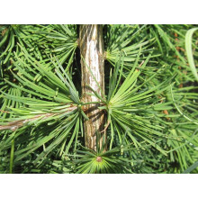 Модрина японська Стіф Віпер на штамбі | Larix kaempferi Stiff Weeper on shtambe | Лиственница японская Стиф Випер на штамбе