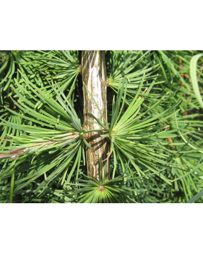 Модрина японська Стіф Віпер на штамбі | Larix kaempferi Stiff Weeper on shtambe | Лиственница японская Стиф Випер на штамбе