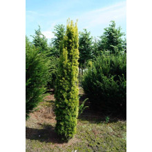 Тис ягідний Давид | Тис ягодный Давид | Taxus baccata David