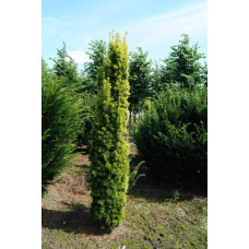Тис ягідний Давид | Тис ягодный Давид | Taxus baccata David