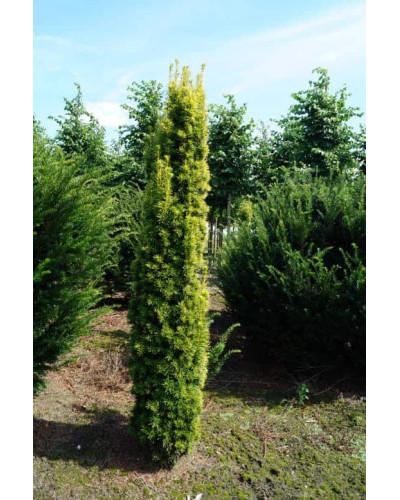 Тис ягідний Давид | Тис ягодный Давид | Taxus baccata David