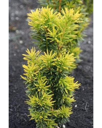 Тис ягідний Давид | Тис ягодный Давид | Taxus baccata David
