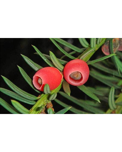 Тис ягідний Давид | Тис ягодный Давид | Taxus baccata David