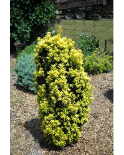 Тис ягідний Давид | Тис ягодный Давид | Taxus baccata David