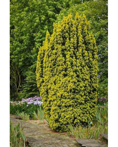 Тис ягідний Давид | Тис ягодный Давид | Taxus baccata David