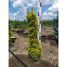 Тис ягідний Давид | Тис ягодный Давид | Taxus baccata David