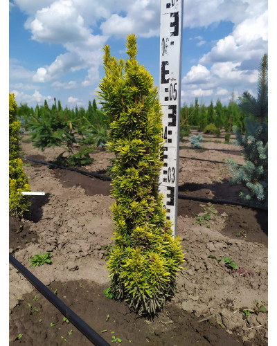 Тис ягідний Давид | Тис ягодный Давид | Taxus baccata David