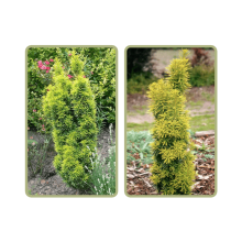 Тис ягідний Давид | Тис ягодный Давид | Taxus baccata David