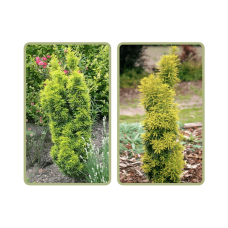 Тис ягідний Давид | Тис ягодный Давид | Taxus baccata David