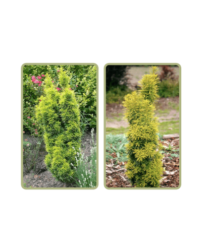 Тис ягідний Давид | Тис ягодный Давид | Taxus baccata David