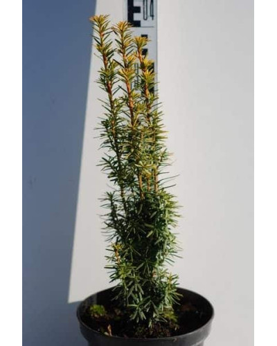 Тис ягідний Давид | Тис ягодный Давид | Taxus baccata David