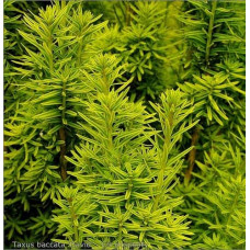 Тис ягідний Давид | Тис ягодный Давид | Taxus baccata David