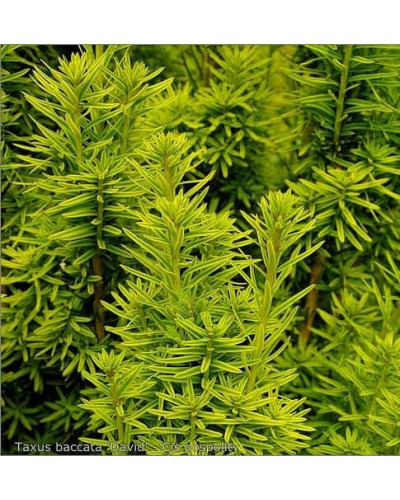 Тис ягідний Давид | Тис ягодный Давид | Taxus baccata David