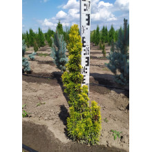 Тис ягідний Давид | Тис ягодный Давид | Taxus baccata David