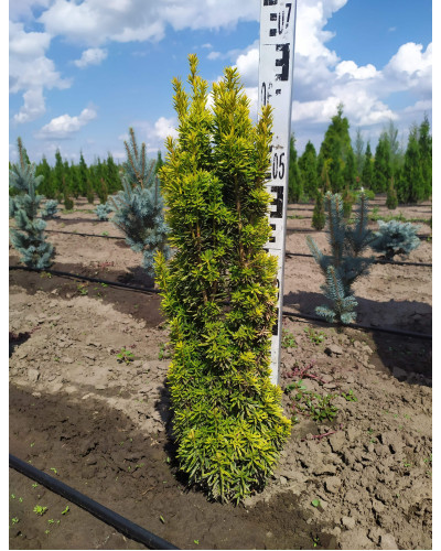 Тис ягідний Давид | Тис ягодный Давид | Taxus baccata David