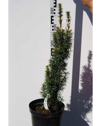 Тис ягідний Давид | Тис ягодный Давид | Taxus baccata David