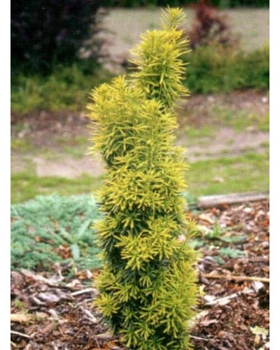 Тис ягідний Давид | Тис ягодный Давид | Taxus baccata David