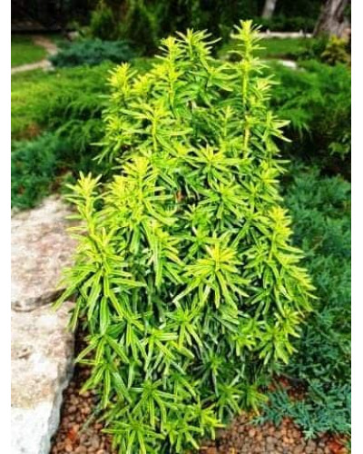 Тис ягідний Давид | Тис ягодный Давид | Taxus baccata David