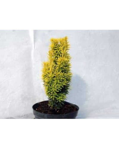 Тис ягідний Давид | Тис ягодный Давид | Taxus baccata David