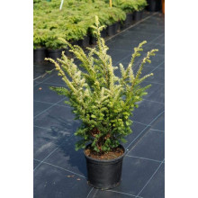 Тис ягідний Елегантіссіма | Тис ягодный Элегантиссима | Taxus baccata Elegantissima