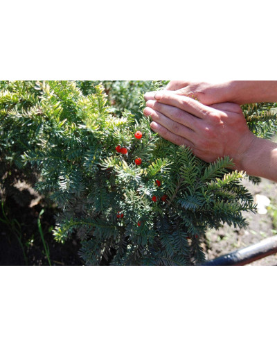 Тис ягідний Елегантіссіма | Тис ягодный Элегантиссима | Taxus baccata Elegantissima