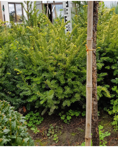Тис ягідний Елегантіссіма | Тис ягодный Элегантиссима | Taxus baccata Elegantissima