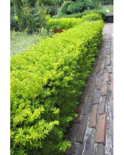 Тис ягідний Елегантіссіма | Тис ягодный Элегантиссима | Taxus baccata Elegantissima