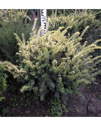 Тис ягідний Елегантіссіма | Тис ягодный Элегантиссима | Taxus baccata Elegantissima