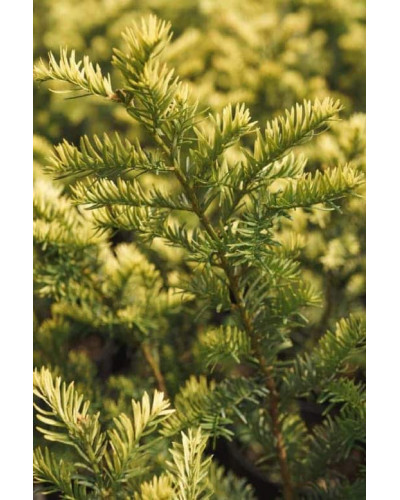 Тис ягідний Елегантіссіма | Тис ягодный Элегантиссима | Taxus baccata Elegantissima