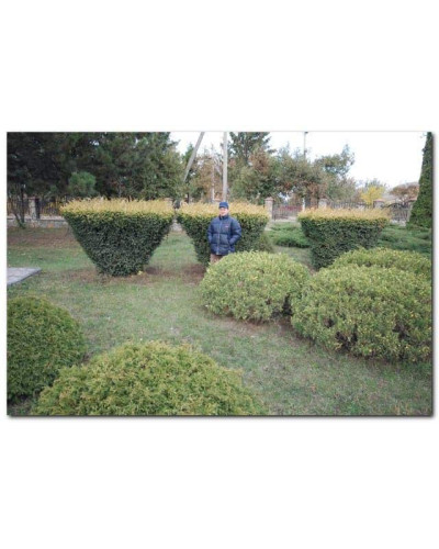 Тис ягідний Елегантіссіма | Тис ягодный Элегантиссима | Taxus baccata Elegantissima