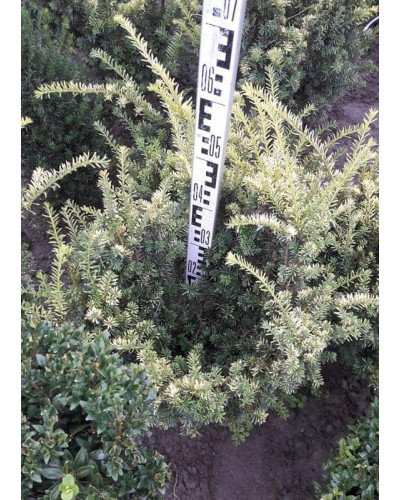 Тис ягідний Елегантіссіма | Тис ягодный Элегантиссима | Taxus baccata Elegantissima