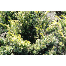 Тис ягідний Елегантіссіма | Тис ягодный Элегантиссима | Taxus baccata Elegantissima