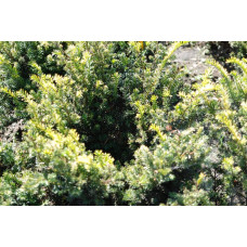 Тис ягідний Елегантіссіма | Тис ягодный Элегантиссима | Taxus baccata Elegantissima