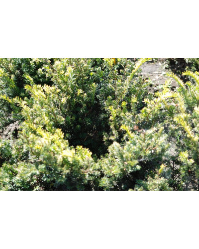 Тис ягідний Елегантіссіма | Тис ягодный Элегантиссима | Taxus baccata Elegantissima